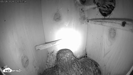 Eastern Screech Owl Live Cam - May 18, 2026, 9:09pm CDT
