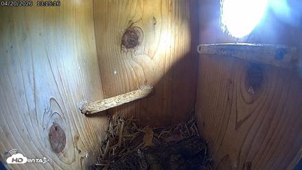 Eastern Screech Owl Live Cam - Apr 20, 2026, 1:17pm CDT