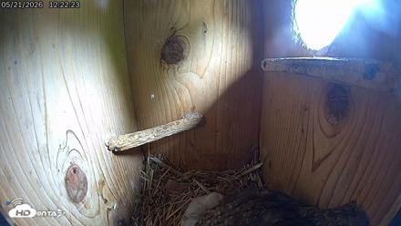 Eastern Screech Owl Live Cam - May 21, 2026, 6:35pm CDT