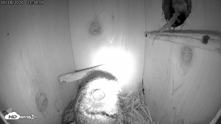 Eastern Screech Owl Live Cam - May 18, 2026, 9:44pm CDT