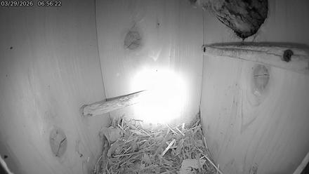 Eastern Screech Owl Live Cam - Mar 29, 2026, 7:18am CDT