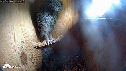 Eastern Screech Owl Live Cam - Jun 15, 2026, 6:00pm CDT