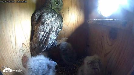 Eastern Screech Owl Live Cam - May 30, 2026, 8:08pm CDT