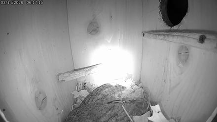 Eastern Screech Owl Live Cam - Mar 14, 2026, 6:35am CDT