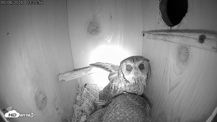 Eastern Screech Owl Live Cam - May 6, 2026, 4:27am CDT
