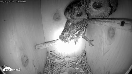 Eastern Screech Owl Live Cam - May 21, 2026, 7:39am CDT