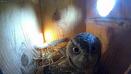 Eastern Screech Owl Live Cam - Sep 16, 2025, 9:31am CDT