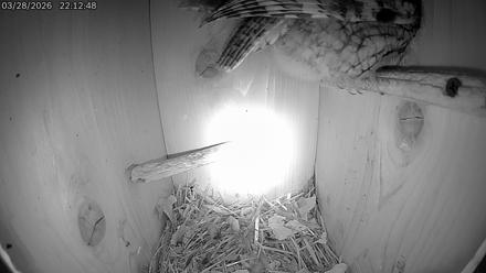 Eastern Screech Owl Live Cam - Mar 29, 2026, 7:08am CDT