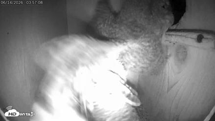 Eastern Screech Owl Live Cam - Jun 14, 2026, 8:03am CDT