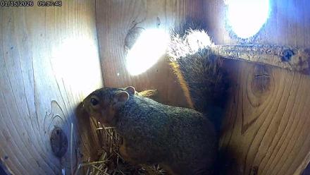 Eastern Screech Owl Live Cam - Jan 15, 2026, 2:02pm CST