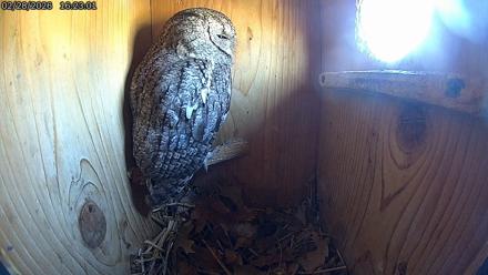 Eastern Screech Owl Live Cam - Feb 28, 2026, 4:23pm CST