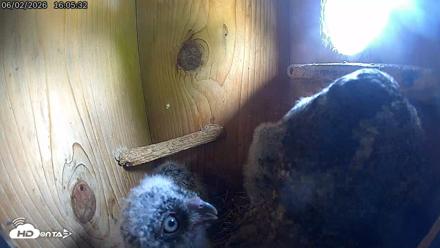 Eastern Screech Owl Live Cam - Jun 2, 2026, 4:07pm CDT