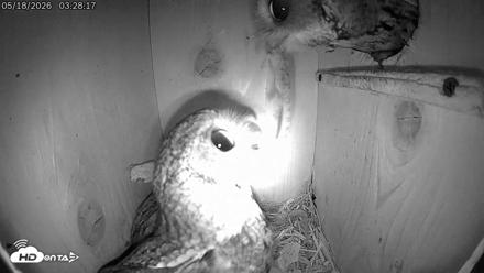 Eastern Screech Owl Live Cam - May 18, 2026, 3:31am CDT