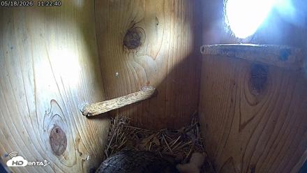 Eastern Screech Owl Live Cam - May 18, 2026, 11:25am CDT