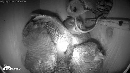 Eastern Screech Owl Live Cam - Jun 14, 2026, 8:27am CDT