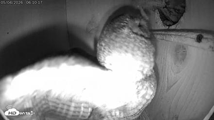 Eastern Screech Owl Live Cam - May 4, 2026, 3:02pm CDT