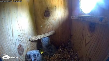 Eastern Screech Owl Live Cam - Jun 1, 2026, 11:01am CDT