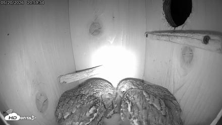 Eastern Screech Owl Live Cam - May 21, 2026, 6:46am CDT