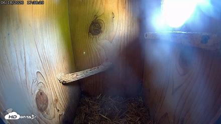 Eastern Screech Owl Live Cam - Jun 19, 2026, 2:17am CDT