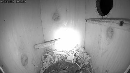 Eastern Screech Owl Live Cam - Mar 21, 2026, 12:26am CDT