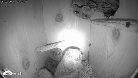 Eastern Screech Owl Live Cam - Jun 2, 2026, 11:57pm CDT