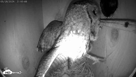 Eastern Screech Owl Live Cam - May 18, 2026, 9:12pm CDT