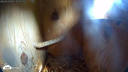 Eastern Screech Owl Live Cam - Jun 20, 2026, 1:58pm CDT