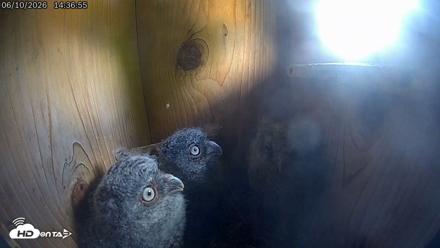 Eastern Screech Owl Live Cam - Jun 10, 2026, 7:43pm CDT