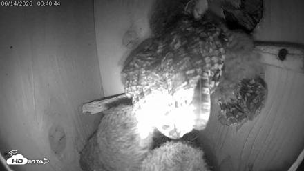 Eastern Screech Owl Live Cam - Jun 14, 2026, 6:44am CDT
