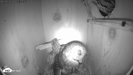 Eastern Screech Owl Live Cam - May 19, 2026, 9:07am CDT