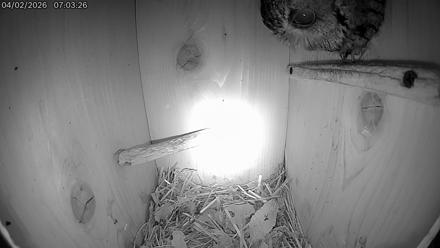 Eastern Screech Owl Live Cam - Apr 2, 2026, 7:23am CDT