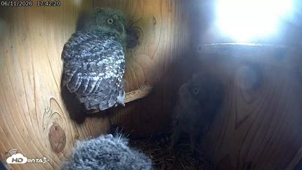 Eastern Screech Owl Live Cam - Jun 11, 2026, 7:58pm CDT