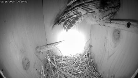 Eastern Screech Owl Live Cam - Sep 16, 2025, 11:46am CDT