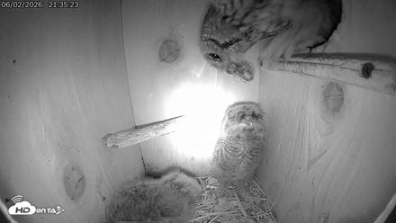 Eastern Screech Owl Live Cam - Jun 2, 2026, 11:42pm CDT