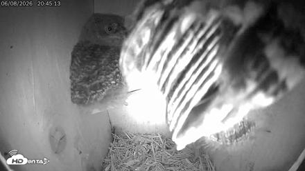 Eastern Screech Owl Live Cam - Jun 8, 2026, 11:13pm CDT