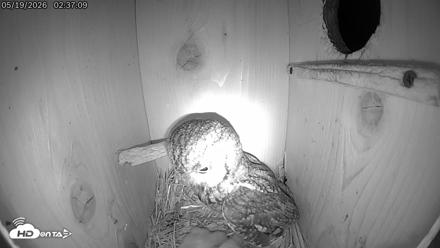 Eastern Screech Owl Live Cam - May 19, 2026, 9:13am CDT