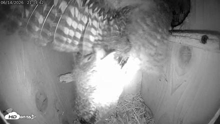 Eastern Screech Owl Live Cam - Jun 15, 2026, 12:04am CDT