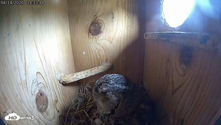 Eastern Screech Owl Live Cam - Apr 14, 2026, 2:18pm CDT
