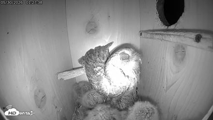 Eastern Screech Owl Live Cam - May 30, 2026, 4:47am CDT