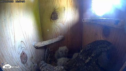 Eastern Screech Owl Live Cam - May 27, 2026, 5:11pm CDT