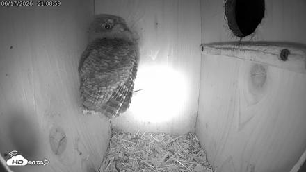 Eastern Screech Owl Live Cam - Jun 17, 2026, 9:10pm CDT