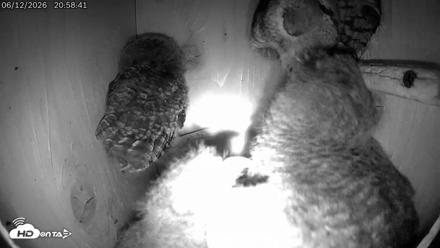 Eastern Screech Owl Live Cam - Jun 12, 2026, 9:52pm CDT