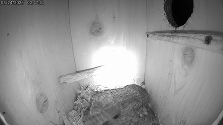 Eastern Screech Owl Live Cam - Mar 24, 2026, 6:52am CDT