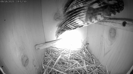 Eastern Screech Owl Live Cam - Sep 17, 2025, 1:19am CDT