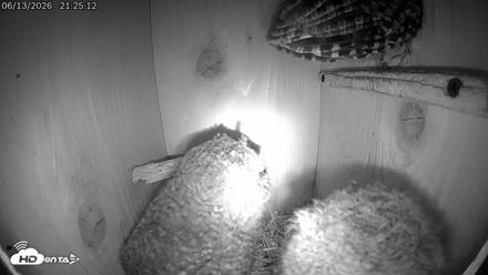Eastern Screech Owl Live Cam - Jun 13, 2026, 11:09pm CDT