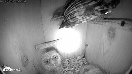 Eastern Screech Owl Live Cam - May 30, 2026, 7:54pm CDT