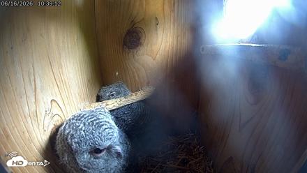 Eastern Screech Owl Live Cam - Jun 16, 2026, 10:47am CDT