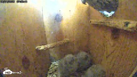 Eastern Screech Owl Live Cam - Jun 4, 2026, 8:11am CDT