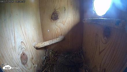 Eastern Screech Owl Live Cam - Apr 17, 2026, 7:48pm CDT