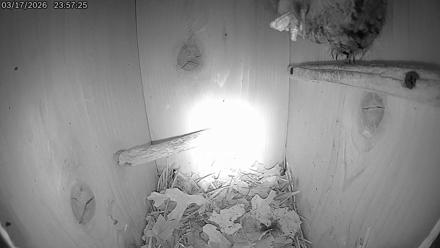 Eastern Screech Owl Live Cam - Mar 18, 2026, 2:01am CDT